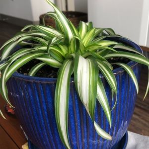 Meet your Posher, Thomas